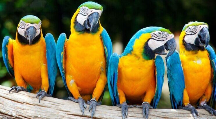 large macaw pics