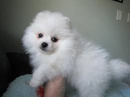 pom2