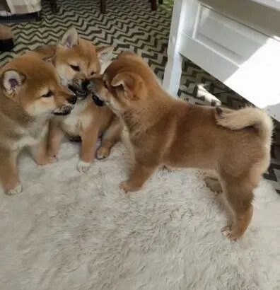 SHIB 1