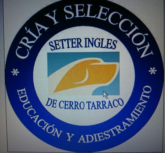 Setters ingleses iniciados