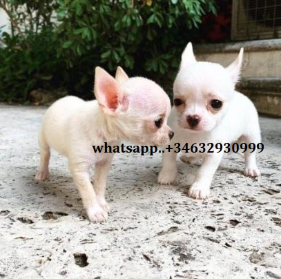 0_impresionantes-cachorros-de-mini-toy-chihuahua-602-39-07-04fvtgd-Qw41_tm