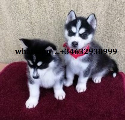 0_preciosos-cachorros-husky-navidenos-en-adopcion-kZSk_tm